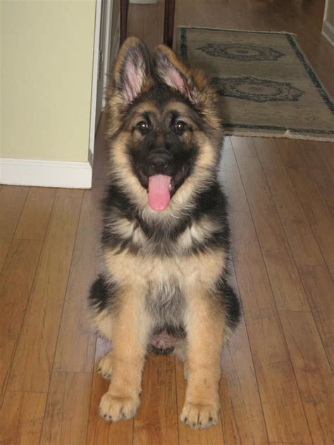 8 month old <strong>German Shepherd For Sale</strong>. . King shepherd puppies for sale in tennessee